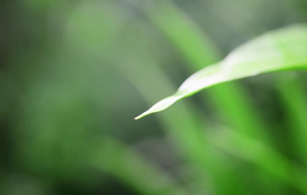 녹색 잎에서 물방울 — 비디오