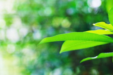 Yeşil yaprak sezon chane ışık bokeh ile