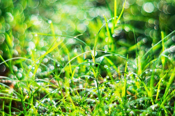 Bokeh naturaleza con hierba verde en la luz de la mañana — Foto de Stock