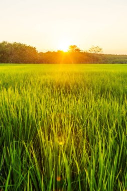 Pirinç alan gündoğumu veya günbatımı futbol ışık ile