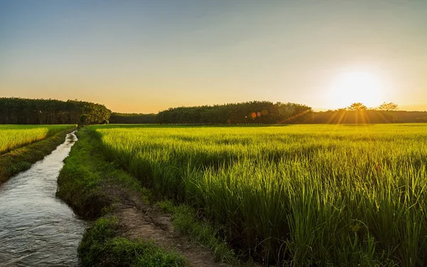 Reisfeld mit Sonnenaufgang oder Sonnenuntergang im moning light — Stockfoto