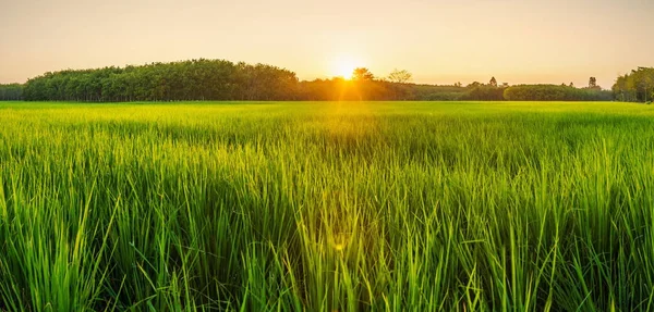 Рисове поле зі світанком або заходом сонця в моніторі — стокове фото