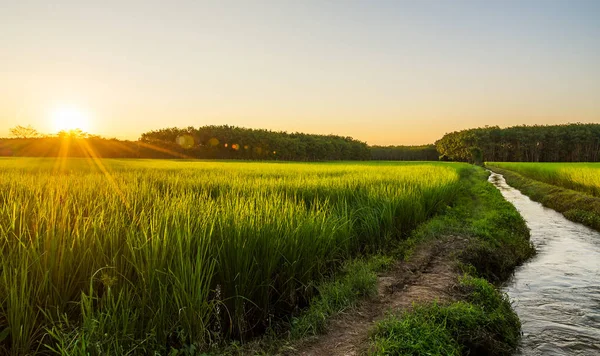 Reisfeld mit Sonnenaufgang oder Sonnenuntergang im moning light — Stockfoto