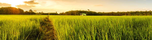 Pirinç alan gündoğumu veya günbatımı futbol ışık ile — Stok fotoğraf
