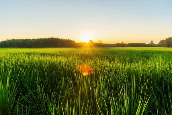 Reisfeld mit Sonnenaufgang oder Sonnenuntergang im moning light — Stockfoto