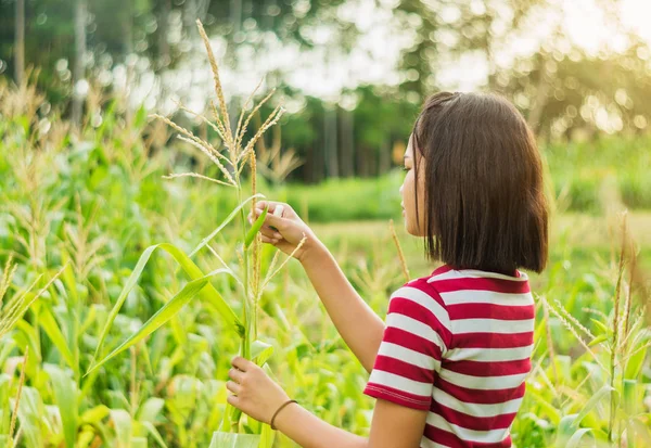 Girl lifestyle in corn field with sunlight — Stock Photo, Image