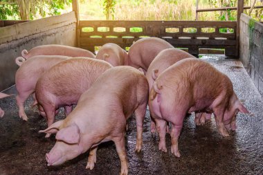 Bir çiftlikte damızlık kırmızı domuzlar