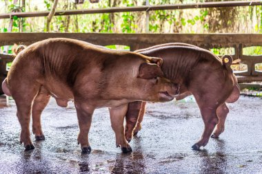 Bir çiftlikte damızlık kırmızı domuzlar