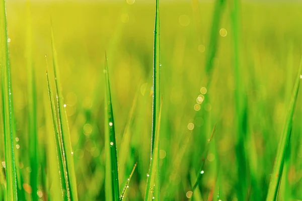 Folha verde da planta do arroz com gota da bolha nas folhas na manhã l — Fotografia de Stock