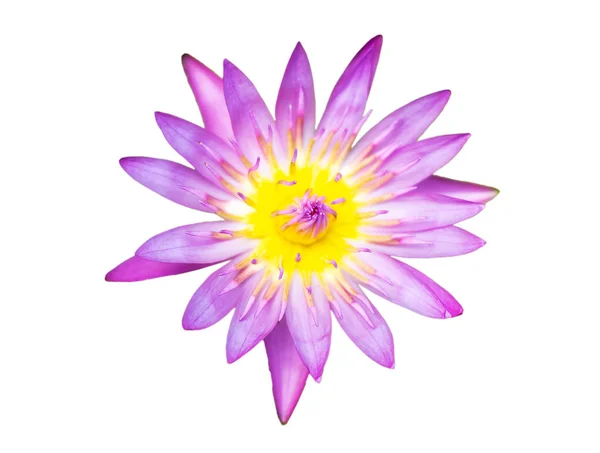 Purple lily water or lotus flower in the basin very fresh — Stock Photo, Image