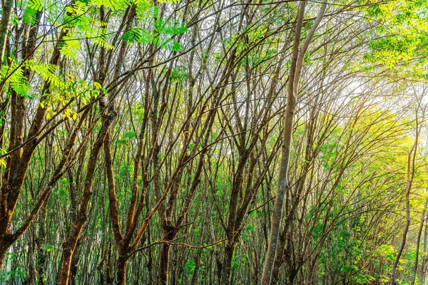 Para árvore de borracha, plantação de borracha de látex e borracha de árvore — Fotografia de Stock