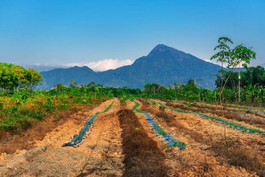Para kauçuk ağacı, lateks kauçuk ekimi ve ağaç lastik