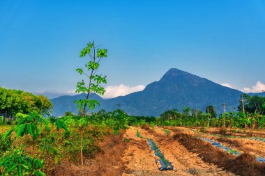 Para kauçuk ağacı, lateks kauçuk ekimi ve ağaç lastik