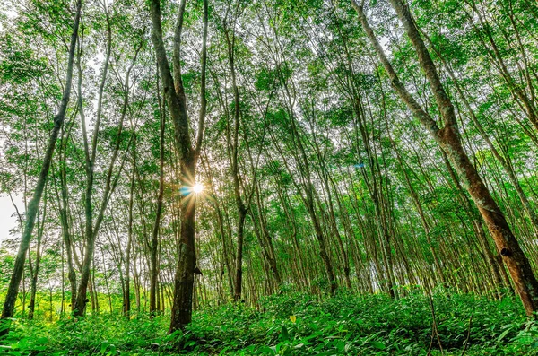 Plantação de borracha de látex ou para seringueira no sul da Tailândia — Fotografia de Stock