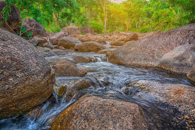 Nehir taşı ve ağaç renkli, Ormanda su nehir ağacı görünümü