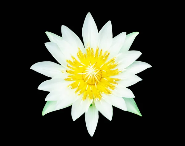 Белая лилия воды или цветок лотоса в бассейне очень свежий — стоковое фото
