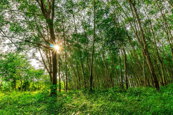 Latex rubber plantation or para rubber tree in southern Thailand — Stock Photo, Image