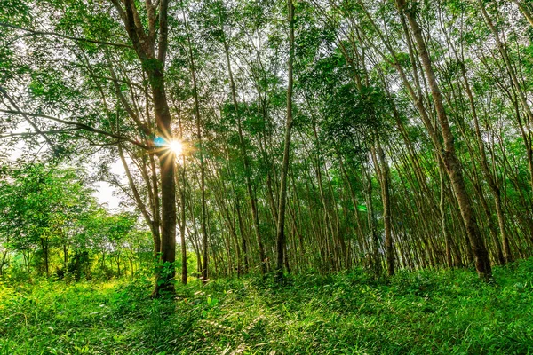 Plantação de borracha de látex ou para seringueira no sul da Tailândia — Fotografia de Stock