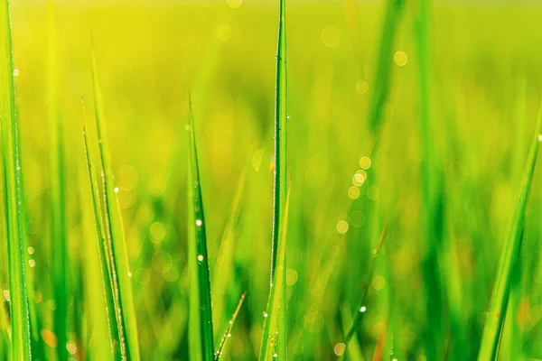 Folha verde da planta do arroz com gota da bolha nas folhas na manhã l — Fotografia de Stock