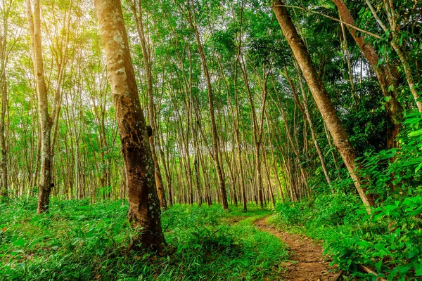 Para árbol de caucho, plantación de caucho de látex y caucho de árbol —  Fotos de Stock