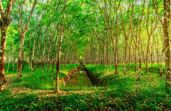 Perkebunan Karet Jamban Atau Para Karet Pohon Atau Karet Pohon — Stok Foto