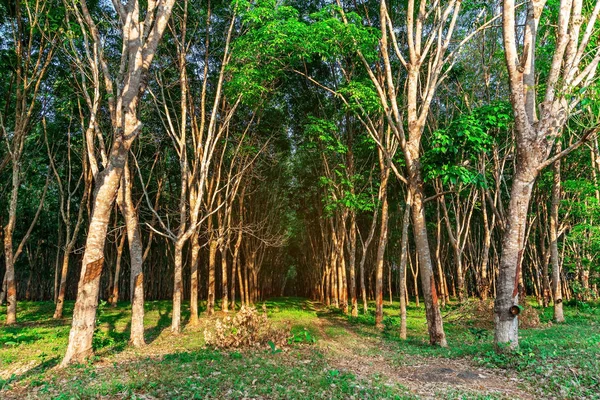 Latex karet perkebunan atau para pohon karet di Thailand selatan — Stok Foto