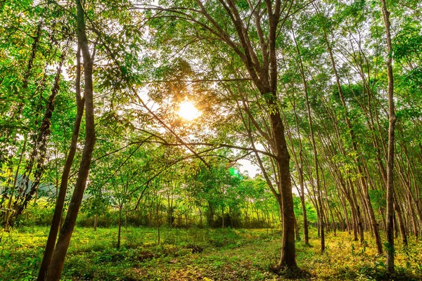 Plantação de borracha de látex ou para seringueira no sul da Tailândia — Fotografia de Stock