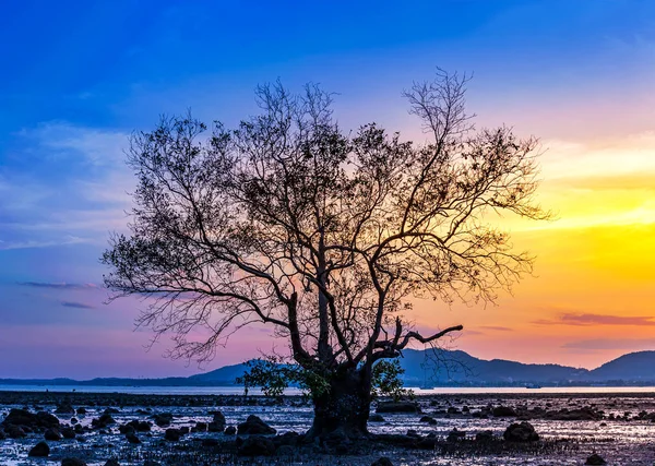 Tree with sea sunset or sunrise and colorful of sky and cloud in — Stock Photo, Image
