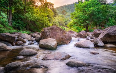 Nehir taşı ve yeşil ağaç, taş nehir yeşil ağaç yaprağı fores
