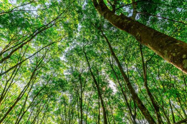 Güney Tayland Plantasyon ağacı kauçuk veya lateks ağaç kauçuk