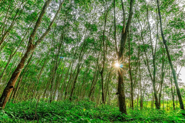 Plantación de caucho de látex o para árbol de caucho o caucho de árbol sur — Foto de Stock