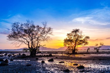 Gün batımı ya da gün doğumu ağaçla ve gökyüzü renkleriyle ve alacakaranlıkta güneş ışığı ile bulutlarla