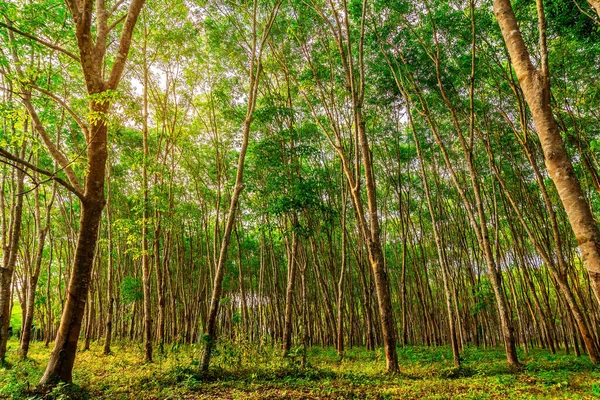 Latex Rubber Plantation Para Rubber Tree Tree Rubber Leaves Branch — Stock Photo, Image