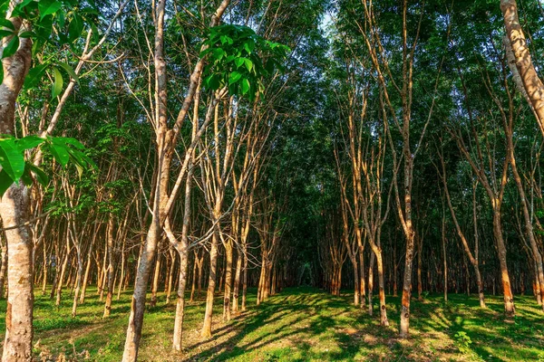 Borracha Árvore Plantação Borracha Árvore Látex Para Árvore Borracha Sul — Fotografia de Stock