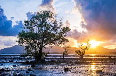 Gün batımı ya da gün doğumu ağaçla ve gökyüzü renkleriyle ve alacakaranlıkta güneş ışığı ile bulutlarla