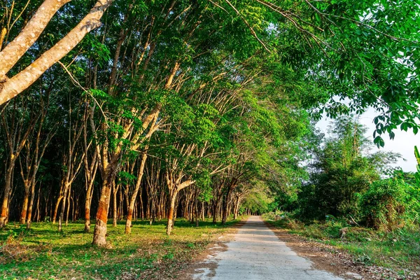 Pohon Para Karet Perkebunan Karet Lateks Dan Karet Pohon Thailand — Stok Foto