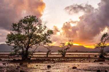 Gün batımı ya da gün doğumu ağaçla ve gökyüzü renkleriyle ve alacakaranlıkta güneş ışığı ile bulutlarla