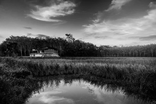 Rice field rural with green house and colorful of sky in twilight, Green field rural countryside, Black and white and monochrome style