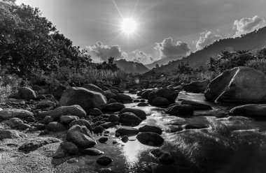 Nehir taşı ve güneş ışınlı ağaç, Su nehir ağacını görün, Ormanda taş nehir ve güneş ışığı, Siyah ve beyaz ve tek renkli