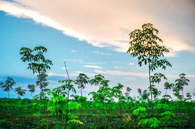Plantasyon latrx kauçuk veya para kauçuk ağacı veya güney Tayland yaprakları dalı ile ağaç kauçuk