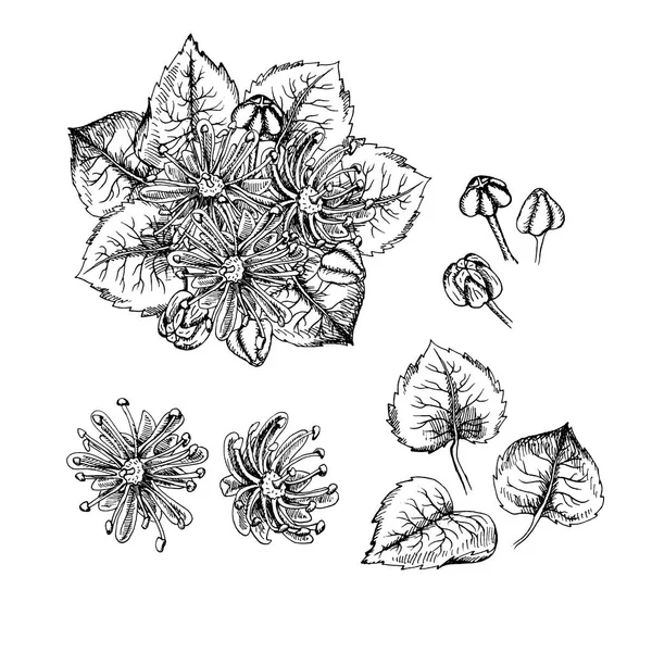 Flores y hojas de tilo dibujadas a mano . — Vector de stock