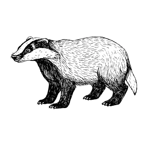 Hand getrokken badger. Vintage stijl. — Stockvector