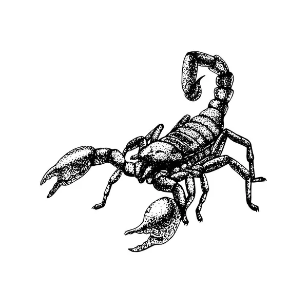 Hand ritad skiss av scorpion. Tatuering design. — Stock vektor