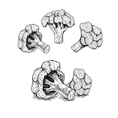 El brokoli dizi çekilmiş. Vektör çizimi