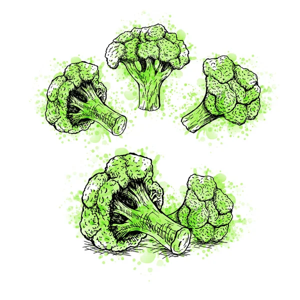 Handgezeichnetes Brokkoli-Set mit grünen Aquarellflecken. Vektorskizze — Stockvektor