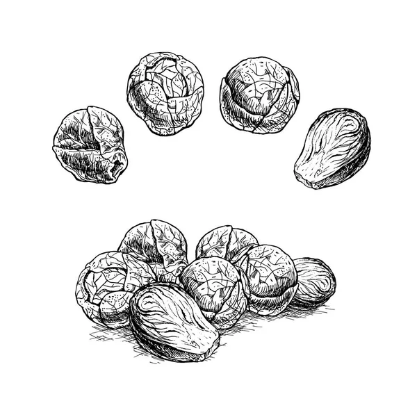 Set disegnato a mano di cavoletti di Bruxelles. Schizzo vettoriale — Vettoriale Stock