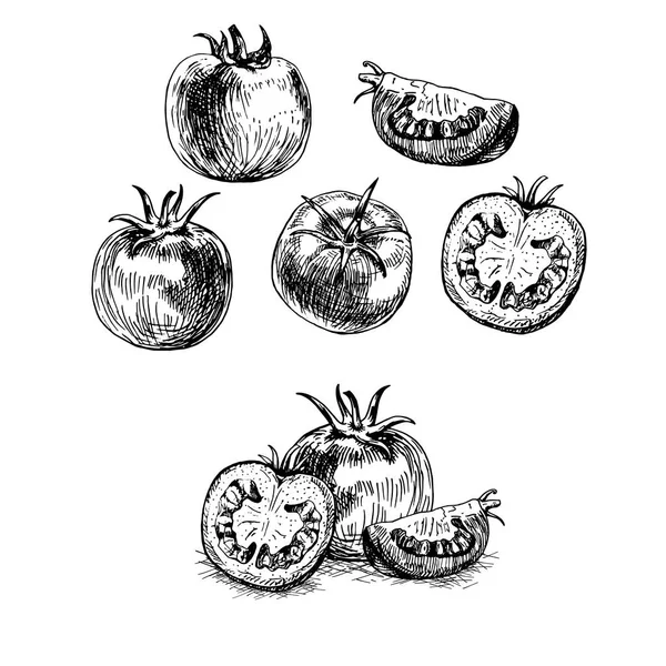 Conjunto de tomate desenhado à mão. Esboço vetorial —  Vetores de Stock
