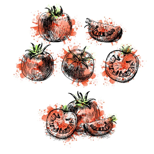 Aquarelle Ensemble de tomates dessiné à la main. Croquis vectoriel — Image vectorielle
