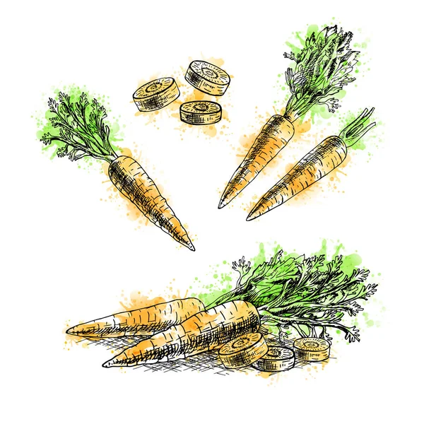 Watercolor Hand drawn set of carrot. Vector sketch — Stock Vector