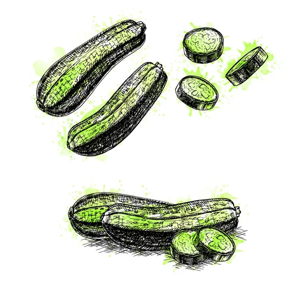 Ensemble de courgettes dessinées à la main. Croquis vectoriel — Image vectorielle